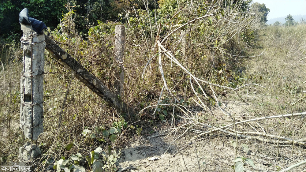 वन्यजन्तुको क्षतिले १० बिघा बाँझै