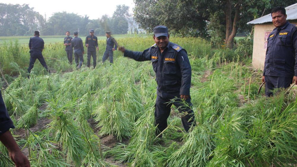 गाँजा तस्करीमा नाबालकको प्रयोग