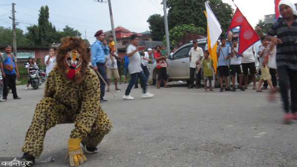चितवनमा बजार डुल्यो जात्राको बाघ