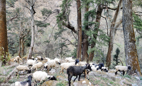 अपिनाम्पा संरक्षण क्षेत्रमा अव्यवस्थित चरन